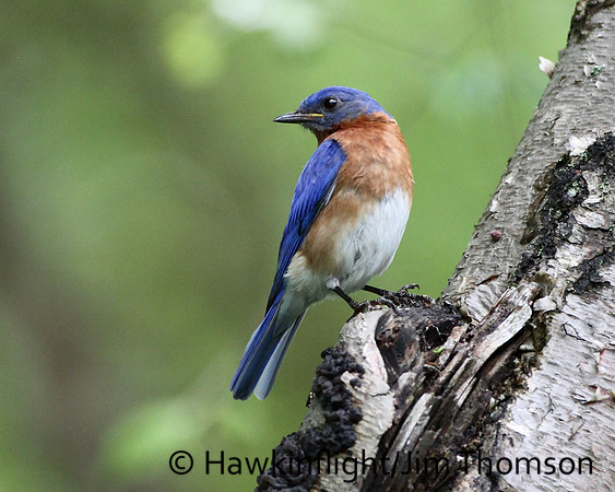 Eastern Bluebird