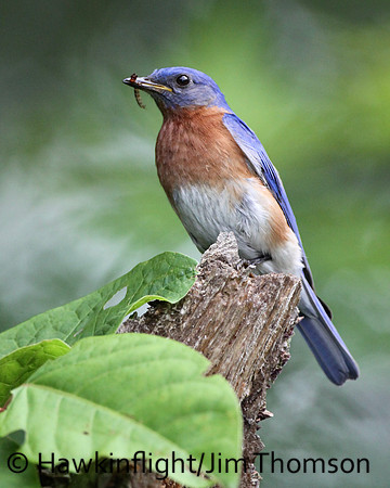 Eastern Bluebird