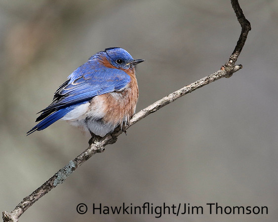 Eastern Bluebird