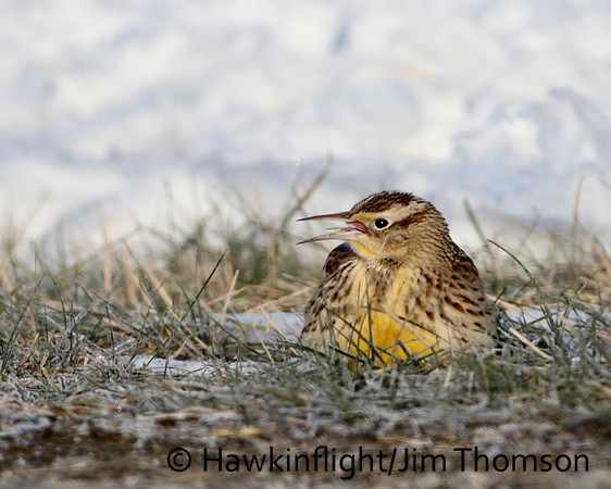 Eastern Meadowlark