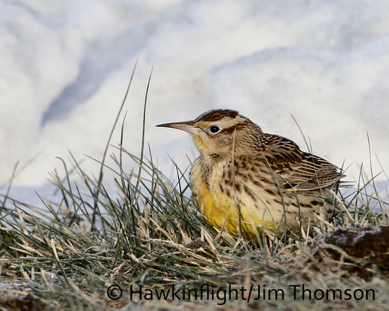 Eastern Meadowlark
