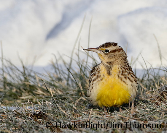 Eastern Meadowlark