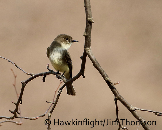 Eastern Phoebe