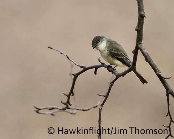 Eastern Phoebe