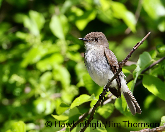 Eastern Phoebe