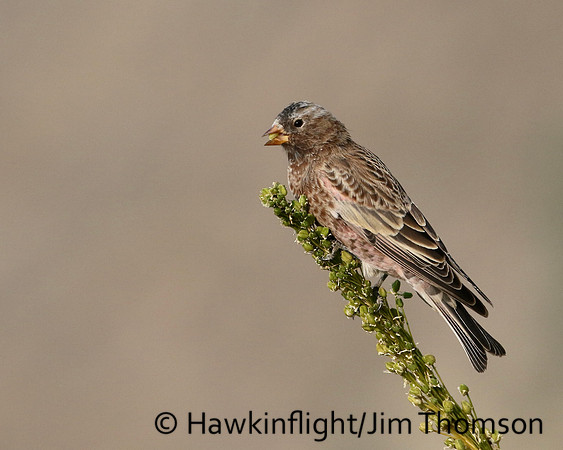 Gray Crowned Rosy Finch