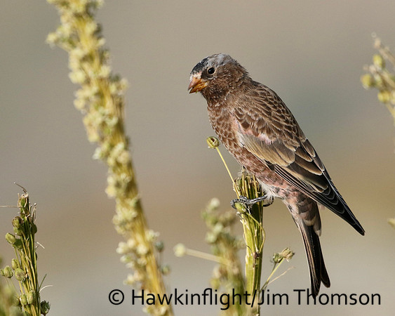 Gray Crowned Rosy Finch