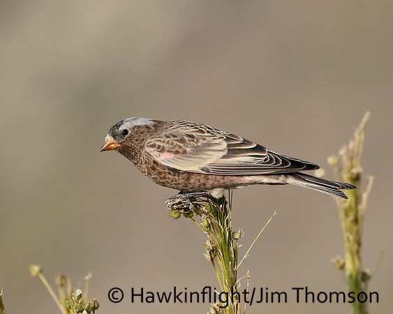Gray Crowned Rosy Finch