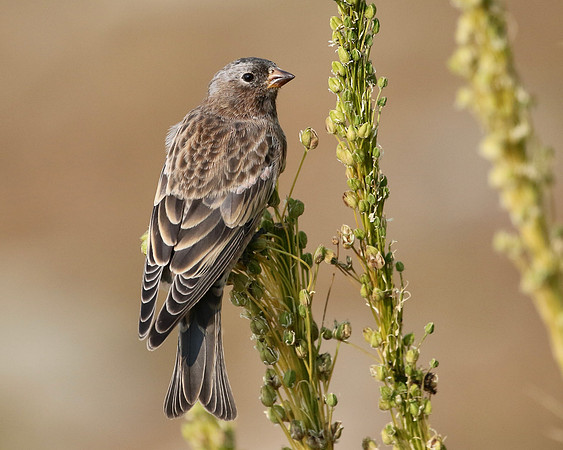 Gray Crowned Rosy Finch