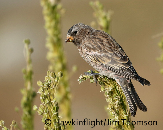 Gray Crowned Rosy Finch