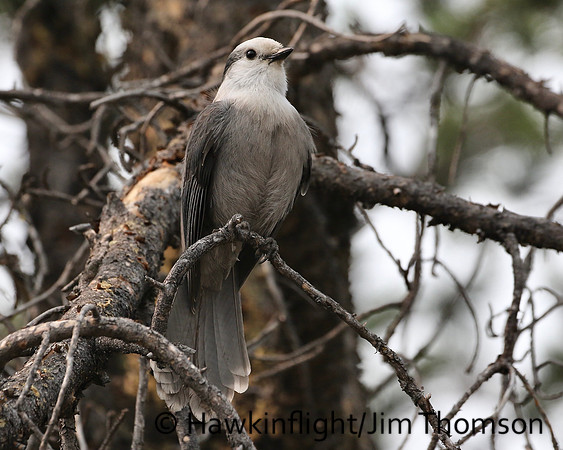 Gray Jay