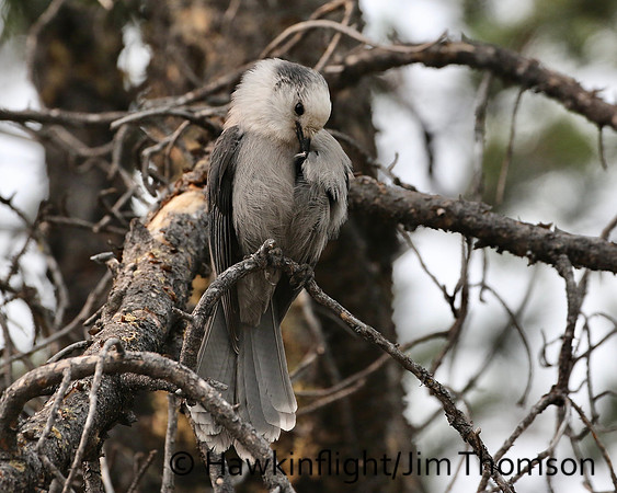 Gray Jay