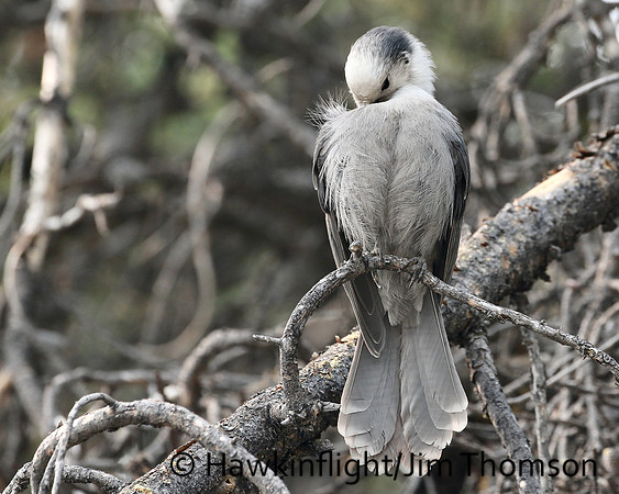 Gray Jay