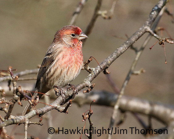 House Finch