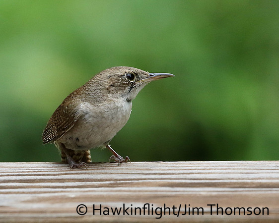 House Wren