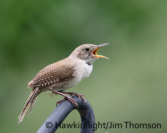 House Wren