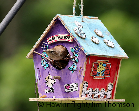 House Wren