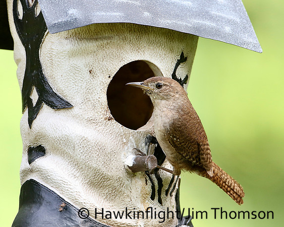 House Wren