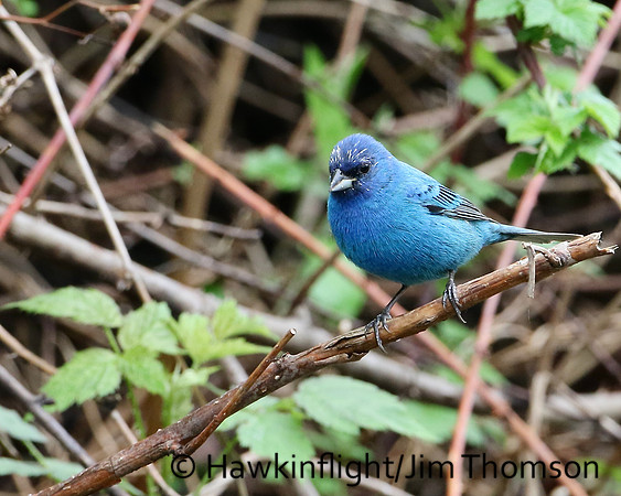 Indigo Bunting