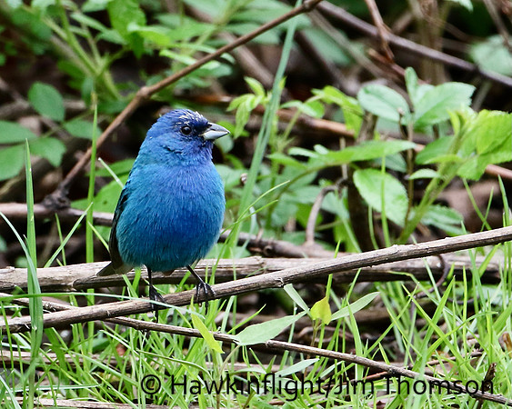 Indigo Bunting