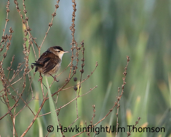 Marsh Wren