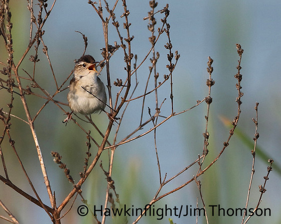 Marsh Wren