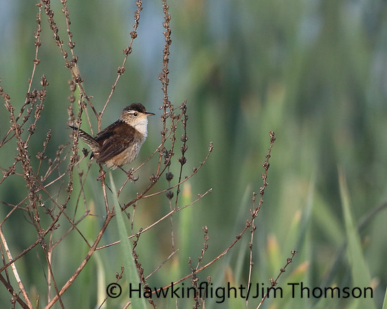 Marsh Wren