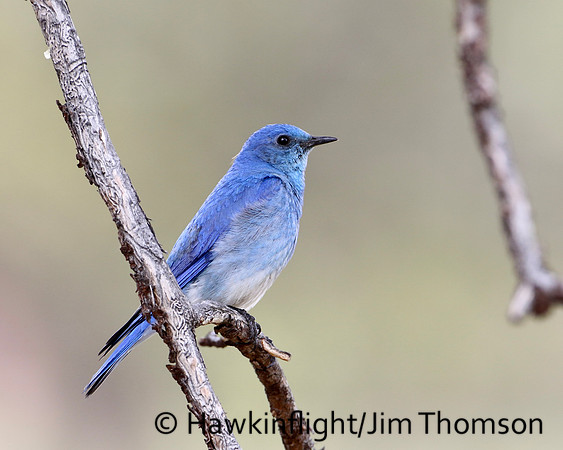 Mountain Bluebird