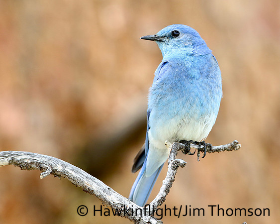 Mountain Bluebird