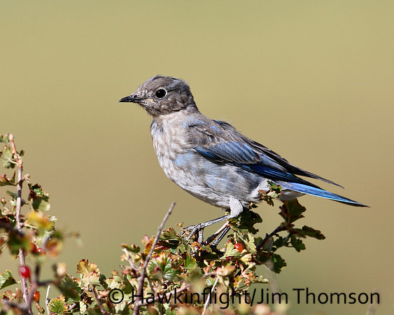 Mountain Bluebird