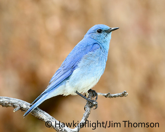 Mountain Bluebird