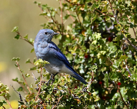 Mountain Bluebird