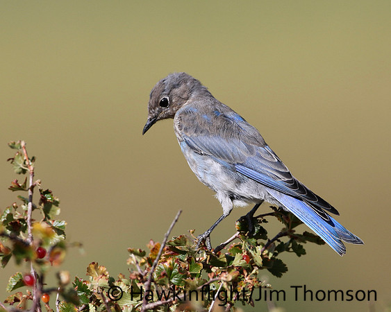 Mountain Bluebird