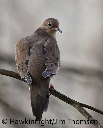 Mourning Dove
