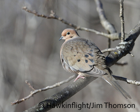 Mourning Dove