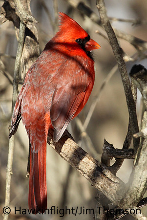 Northern Cardinal