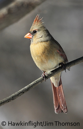 Northern Cardinal