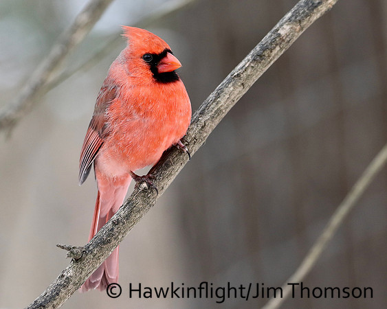 Northern Cardinal