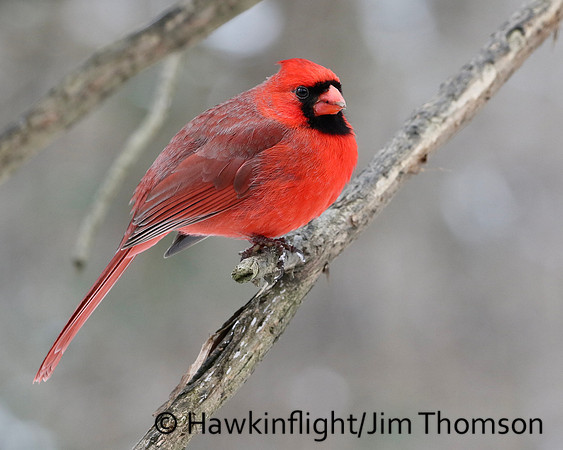 Northern Cardinal