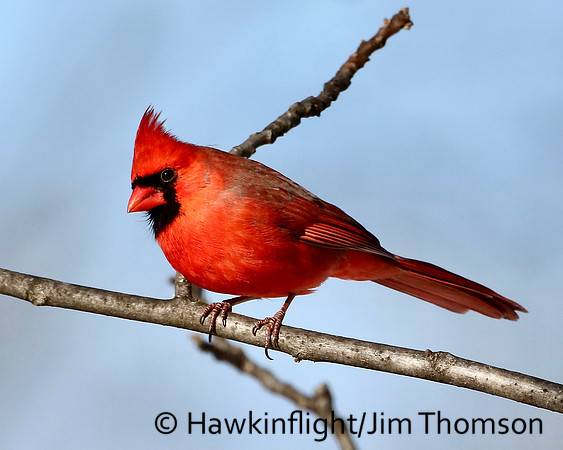 Northern Cardinal