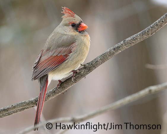 Northern Cardinal