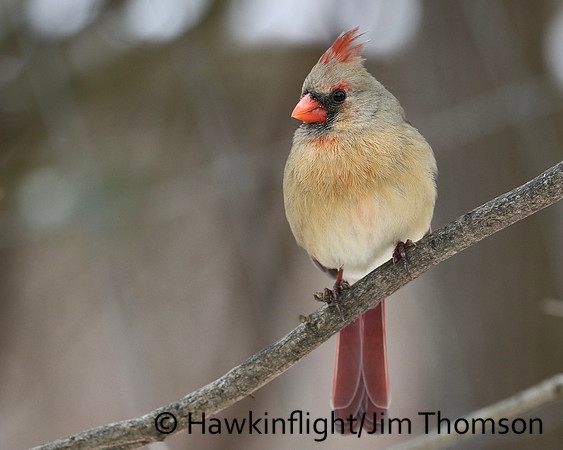 Northern Cardinal