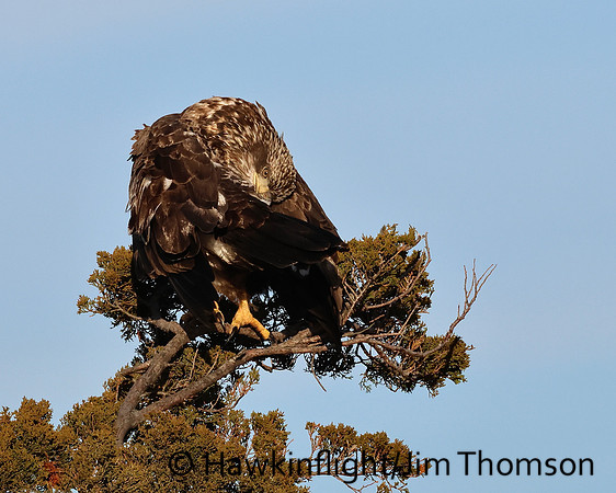 Bald Eagle