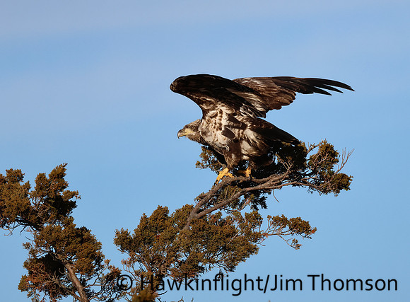 Bald Eagle