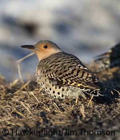 Northern Flicker