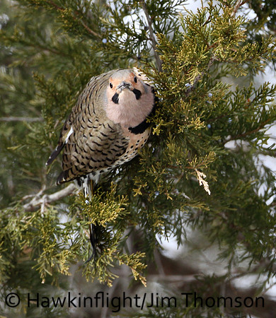 Northern Flicker