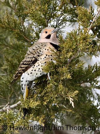 Northern Flicker