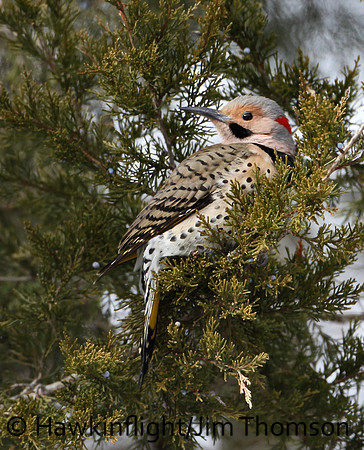 Northern Flicker