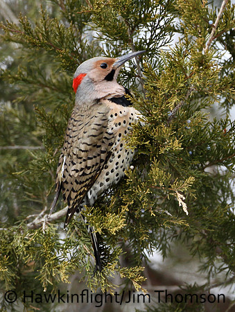 Northern Flicker