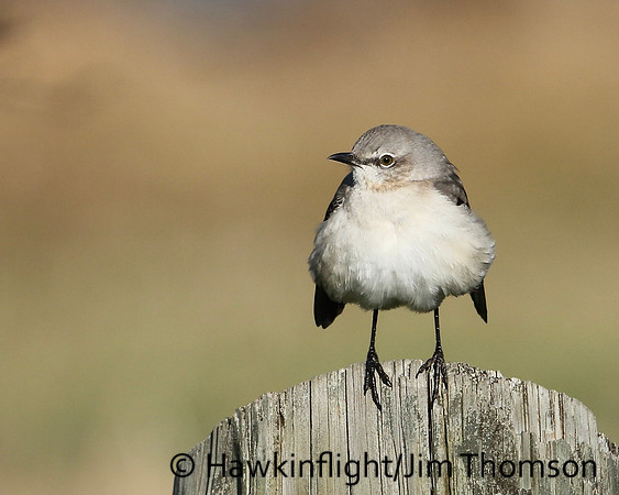 Northern Mockingbird